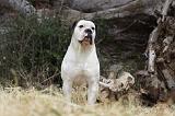 BOULEDOGUE AMERICAIN 072